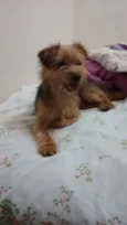 Marronzinho