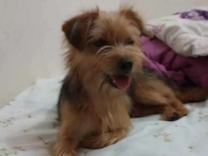 Cachorro ra a SRD idade 7 a 11 meses nome Marronzinho