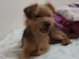 Marronzinho