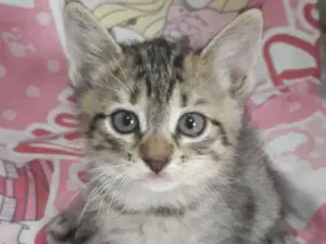 Gato raça SRD idade 2 a 6 meses nome Clara