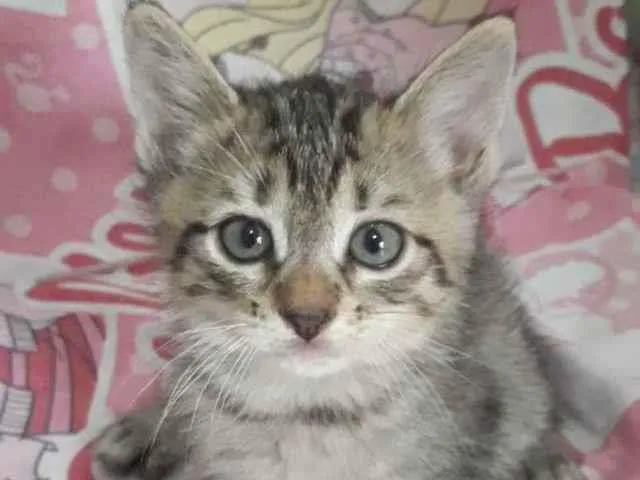 Gato ra a SRD idade 2 a 6 meses nome Clara