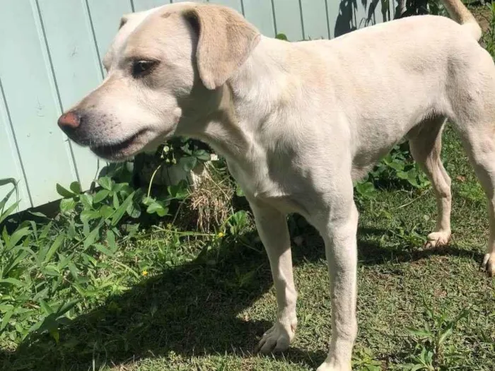 Cachorro ra a Vira-lata idade 3 anos nome Zeca