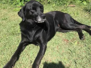 Cachorro raça Vira lata idade  nome Akira