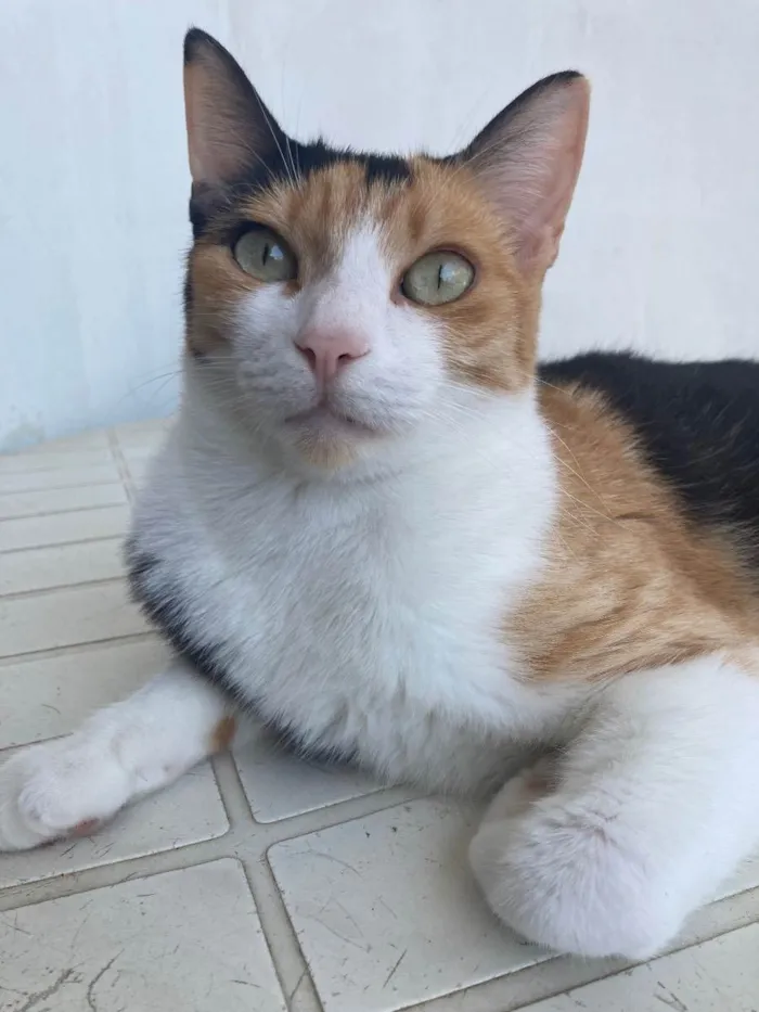 Gato ra a Sem raça definida  idade 2 anos nome Au 