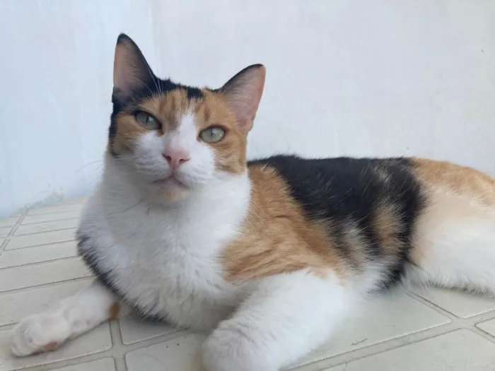 Gato ra a Sem raça definida  idade 2 anos nome Au 