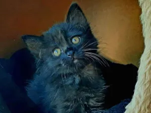 Gato raça Srd idade Abaixo de 2 meses nome Meg