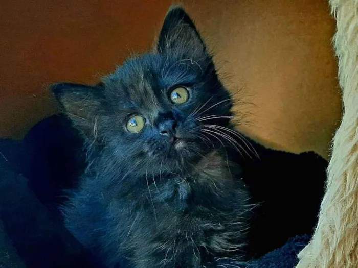 Gato ra a Srd idade Abaixo de 2 meses nome Meg