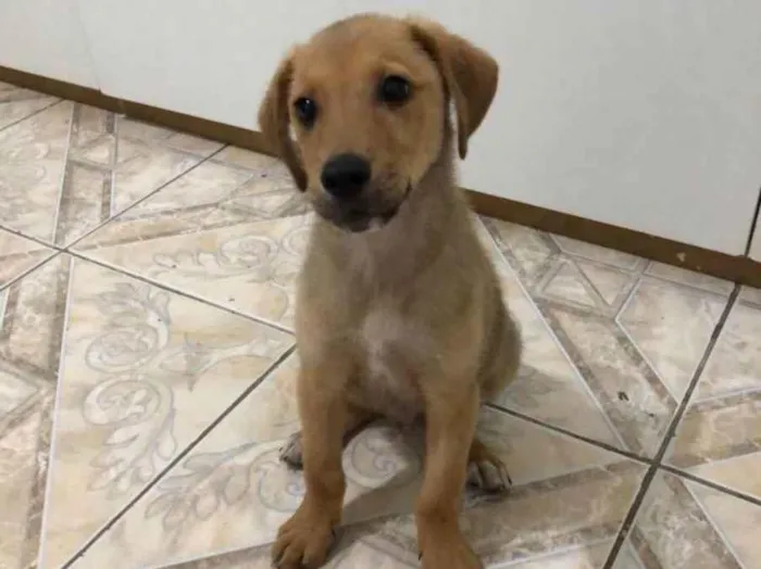 Cachorro ra a Vira lata idade 2 a 6 meses nome Sem nome
