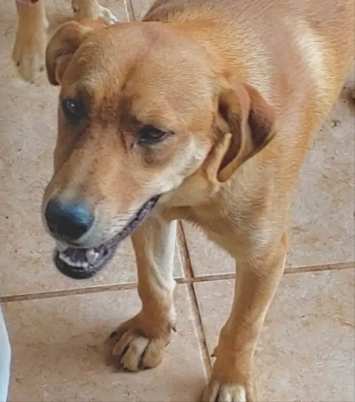 Cachorro ra a Mestiço  idade 7 a 11 meses nome Pote 