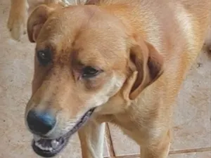 Cachorro raça Mestiço  idade 7 a 11 meses nome Pote 