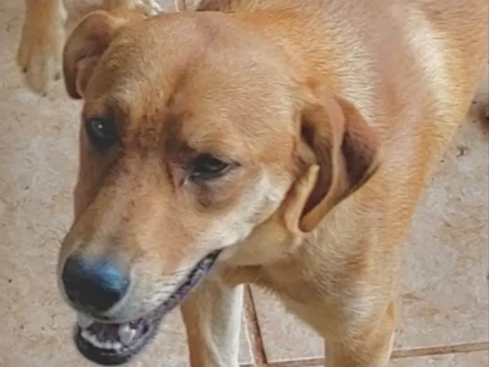 Cachorro ra a Mestiço  idade 7 a 11 meses nome Pote 