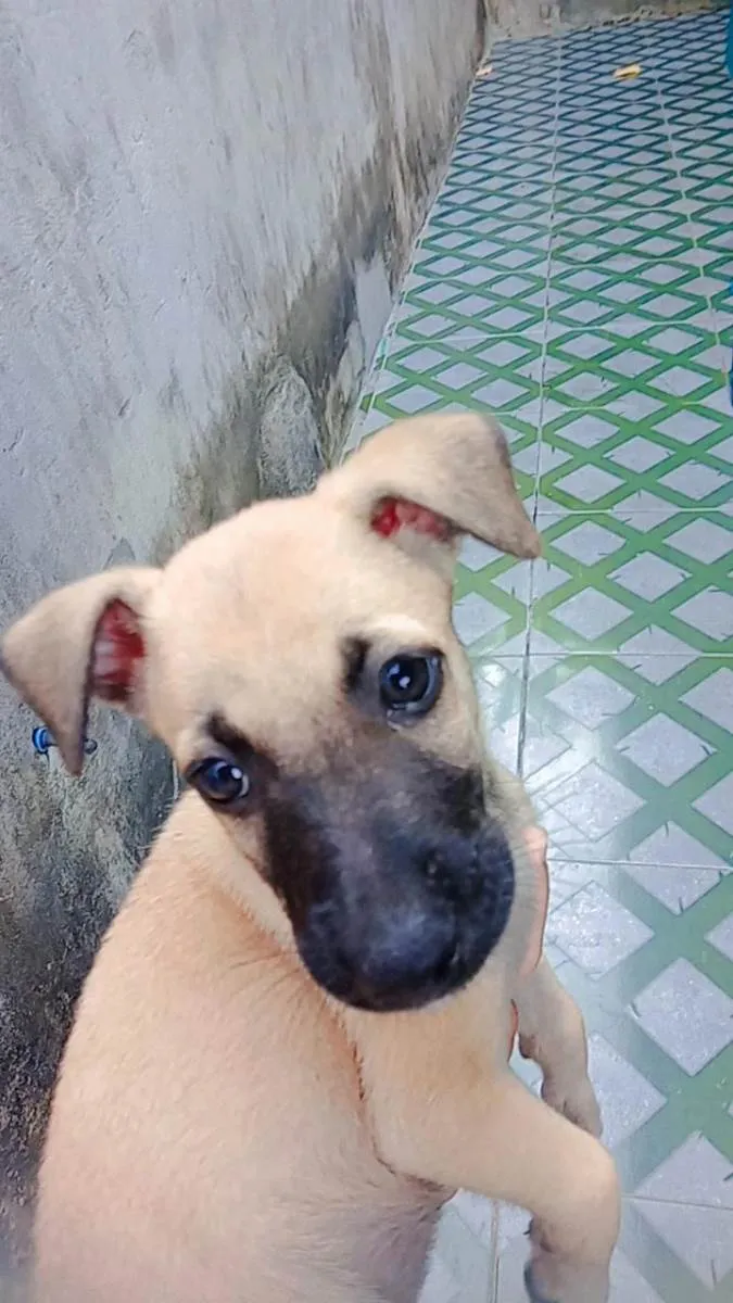 Cachorro ra a Vira-lata idade 2 a 6 meses nome Não tem ainda