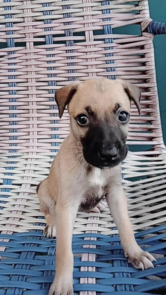 Cachorro ra a Vira-lata idade 2 a 6 meses nome Não tem ainda