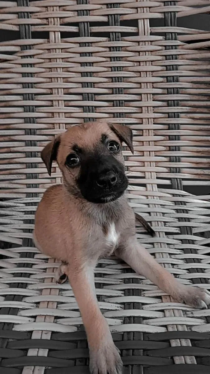 Cachorro ra a Vira-lata idade 2 a 6 meses nome Não tem ainda