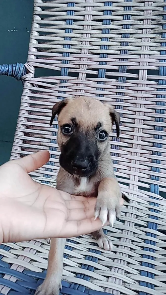 Cachorro ra a Vira-lata idade 2 a 6 meses nome Não tem ainda