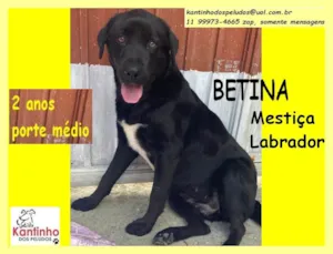 Cachorro raça SRD idade 2 anos nome Betina