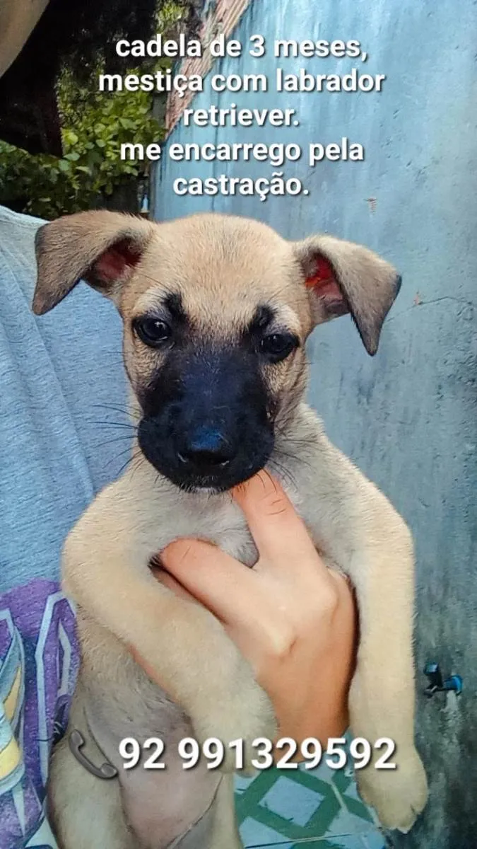 Cachorro ra a Vira-lata idade 2 a 6 meses nome Não tem ainda