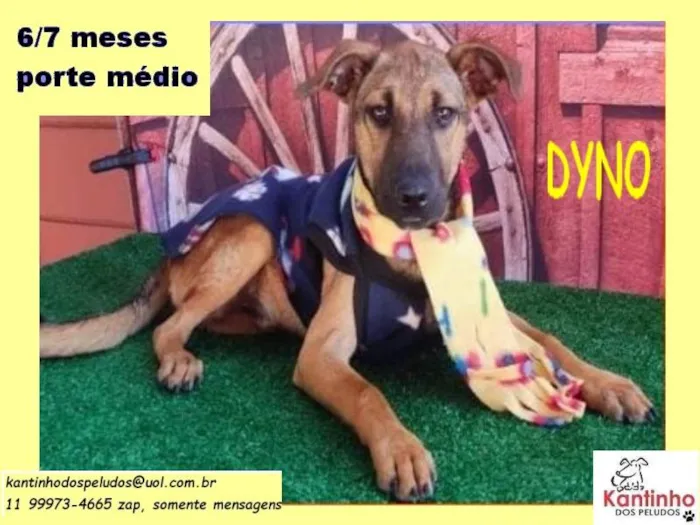 Cachorro raça SRD idade 2 a 6 meses nome Dyno