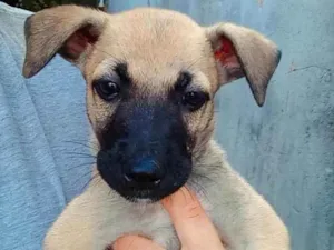 Cachorro raça Vira-lata idade 2 a 6 meses nome Não tem ainda