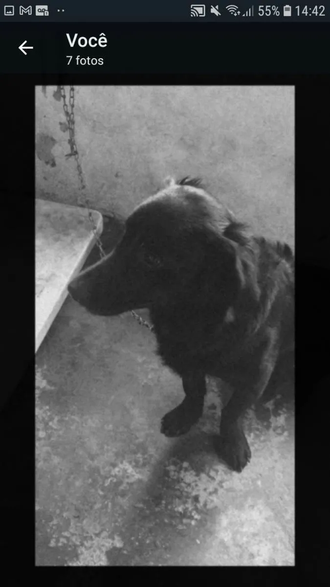 Cachorro raça Suposto flatcoated idade 2 anos nome Bruce