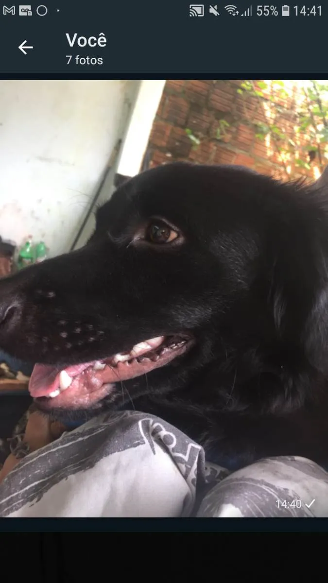 Cachorro raça Suposto flatcoated idade 2 anos nome Bruce