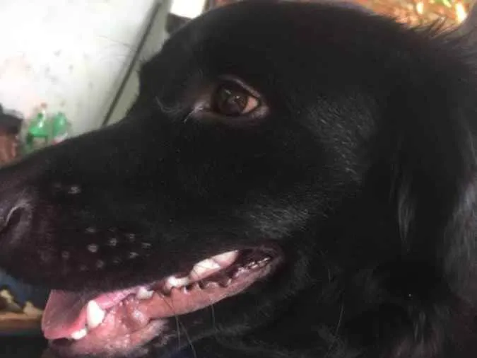 Cachorro raça Suposto flatcoated idade 2 anos nome Bruce