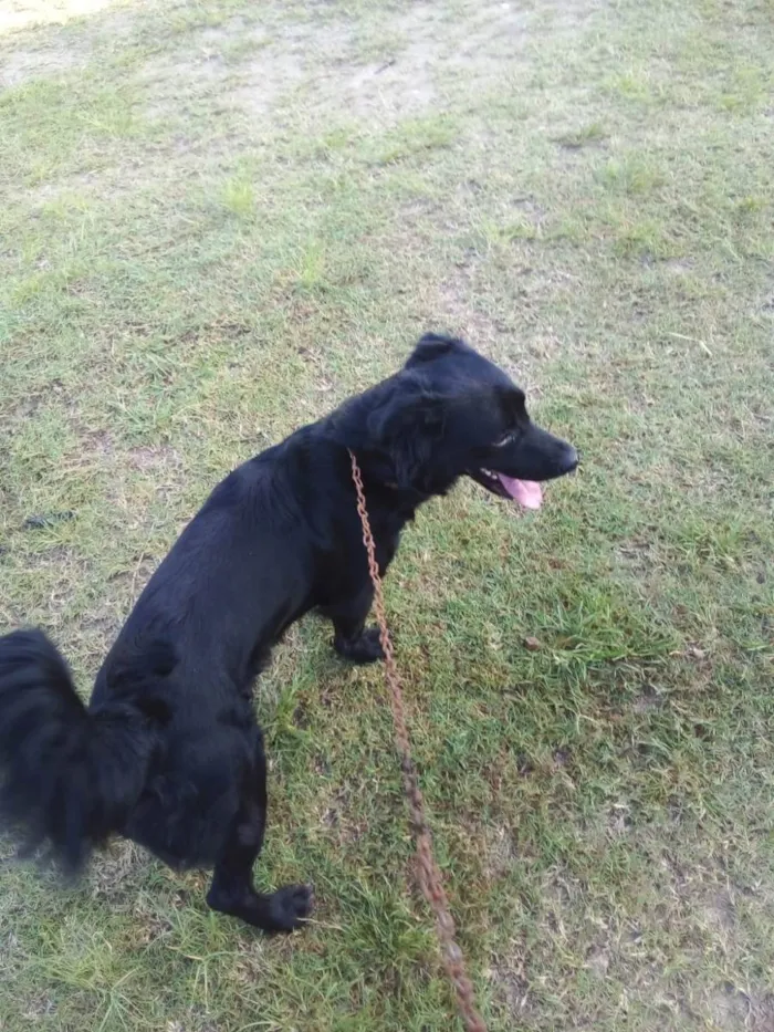 Cachorro raça Suposto flatcoated idade 2 anos nome Bruce