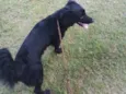 Bruce