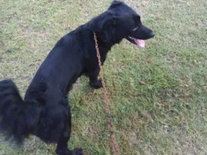 Cachorro raça Suposto flatcoated idade 2 anos nome Bruce