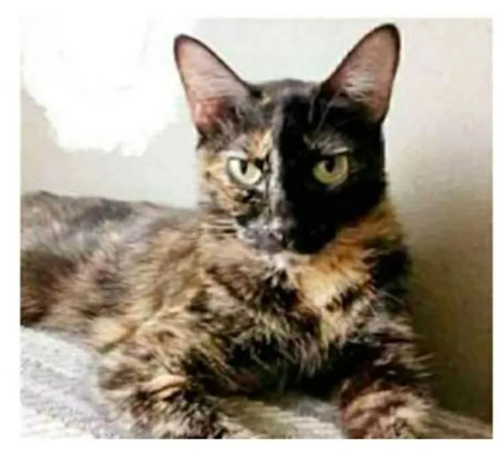 Gato ra a srd escaminha  idade 3 anos nome MAG