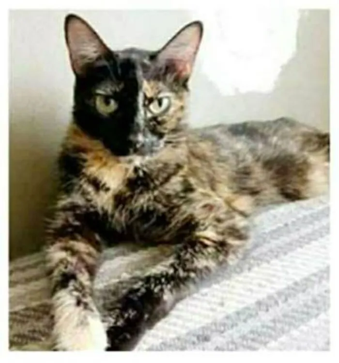 Gato ra a srd escaminha  idade 3 anos nome MAG