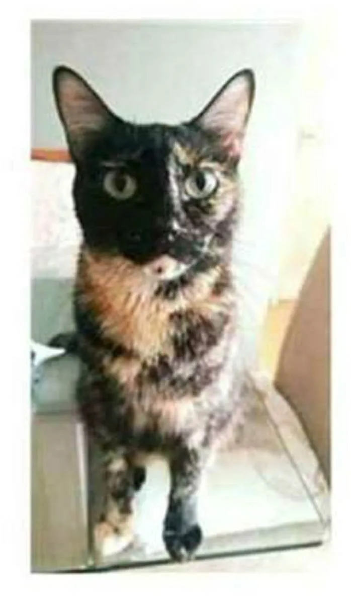 Gato ra a srd escaminha  idade 3 anos nome MAG
