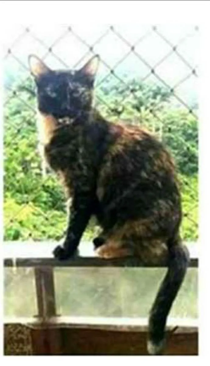 Gato ra a srd escaminha  idade 3 anos nome MAG