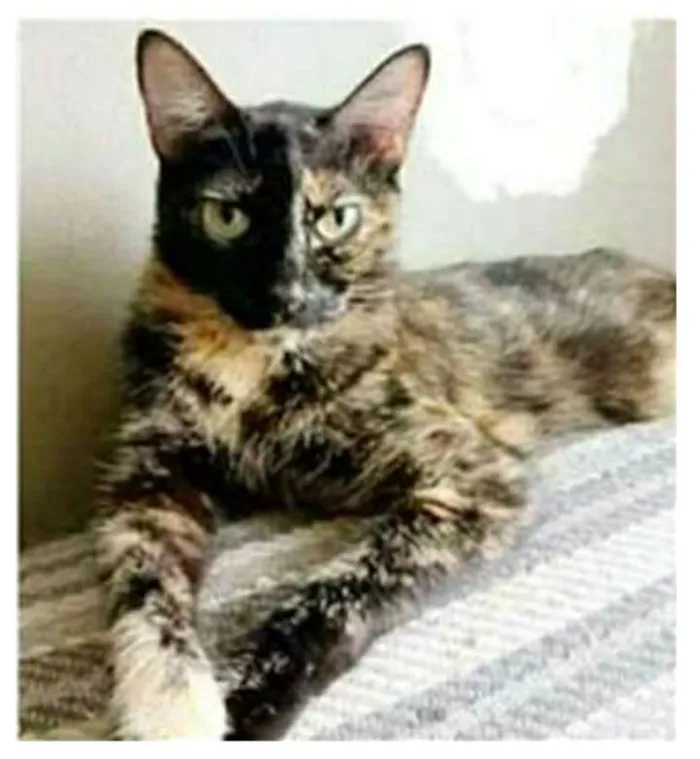 Gato ra a srd escaminha  idade 3 anos nome MAG
