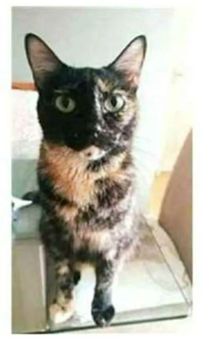 Gato ra a srd escaminha  idade 3 anos nome MAG