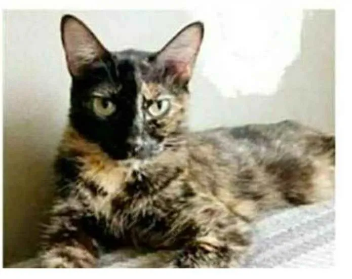 Gato ra a srd escaminha  idade 3 anos nome MAG