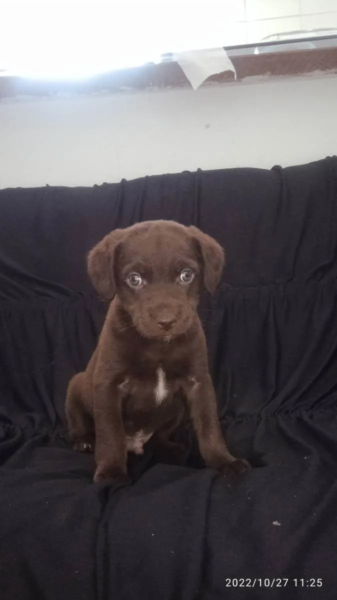 Cachorro raça SRD idade Abaixo de 2 meses nome Ainda não tem nome 