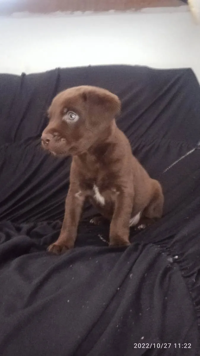 Cachorro raça SRD idade Abaixo de 2 meses nome Ainda não tem nome 