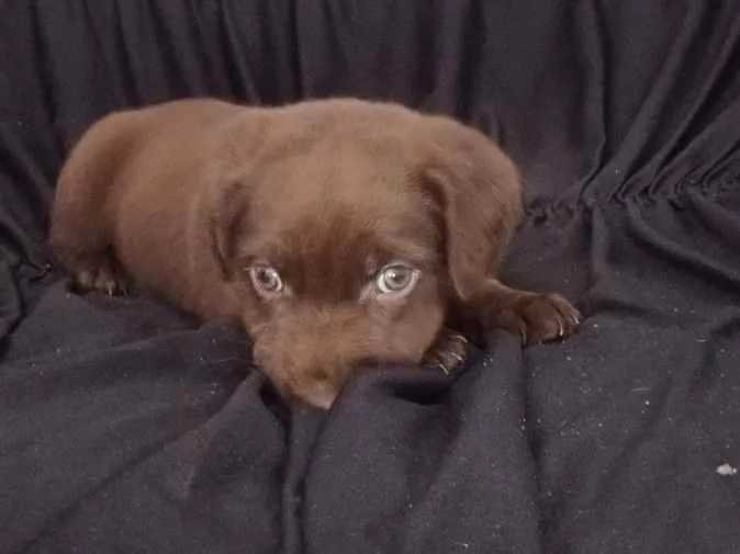 Cachorro raça SRD idade Abaixo de 2 meses nome Ainda não tem nome 