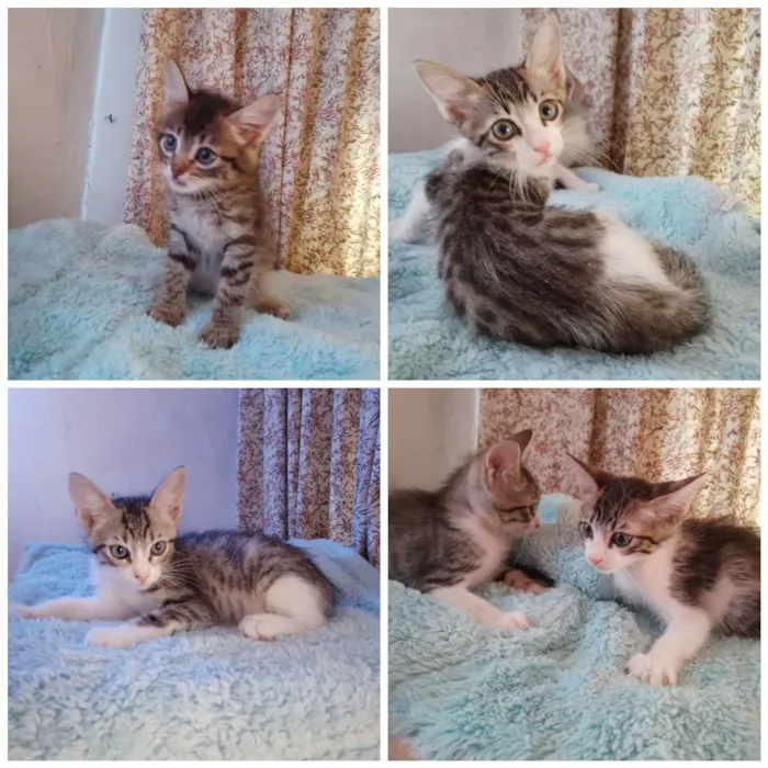 Gato raça Srd idade 2 a 6 meses nome Filhotes
