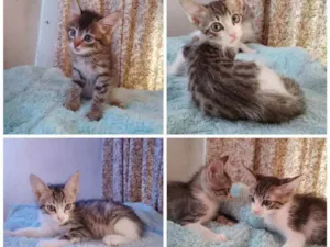 Gato raça Srd idade 2 a 6 meses nome Filhotes