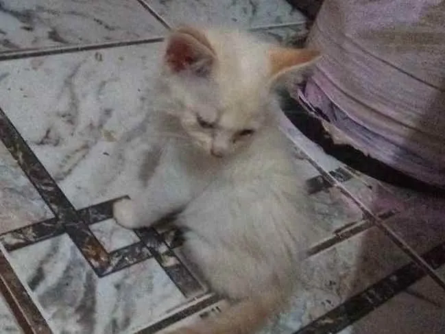 Gato ra a Não  idade 2 a 6 meses nome Sem nome