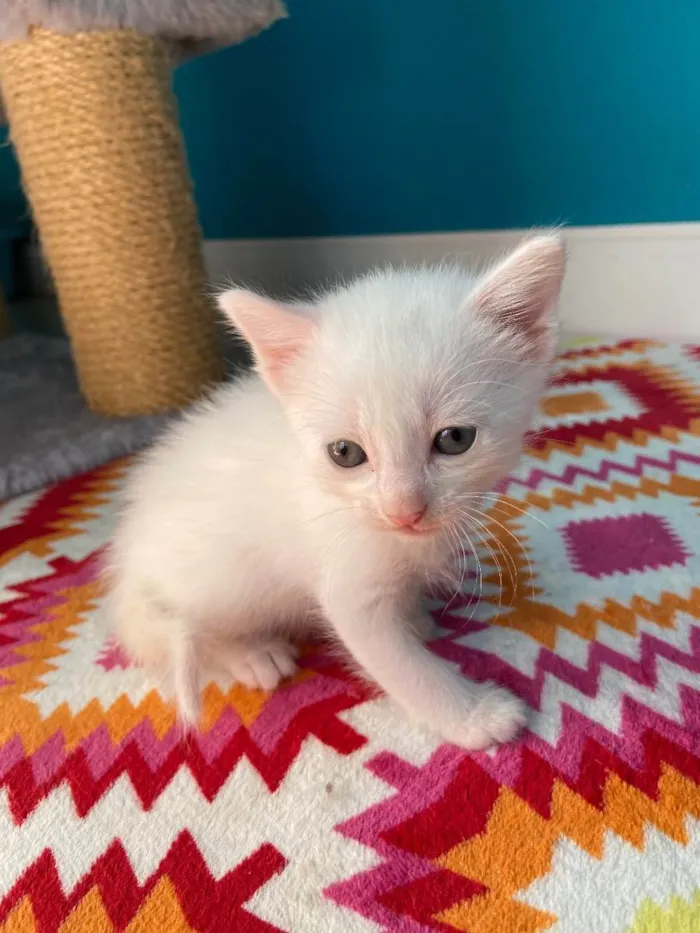 Gato ra a Srd idade Abaixo de 2 meses nome Catano e Babi