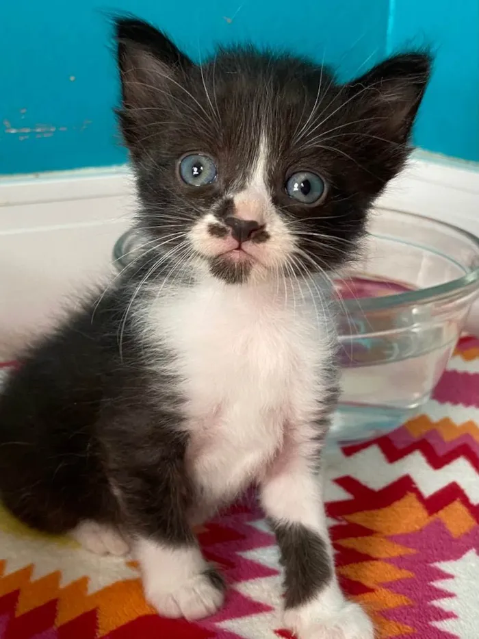 Gato ra a Srd idade Abaixo de 2 meses nome Catano e Babi