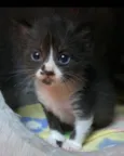 Catano e Babi