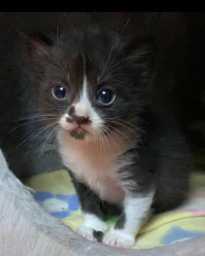 Gato ra a Srd idade Abaixo de 2 meses nome Catano e Babi