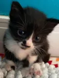 Catano e Babi