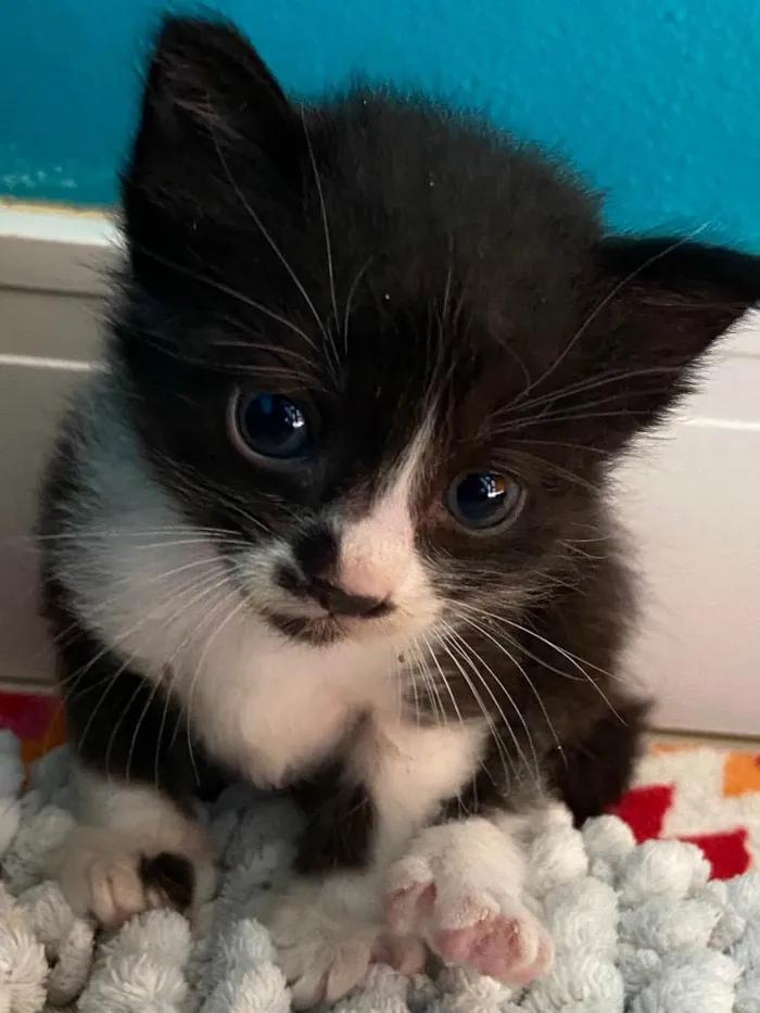 Gato ra a Srd idade Abaixo de 2 meses nome Catano e Babi