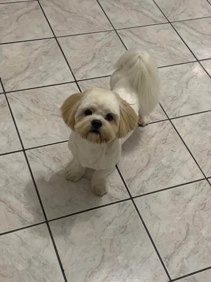 Cachorro ra a Lhasa apso  idade 6 ou mais anos nome Joe