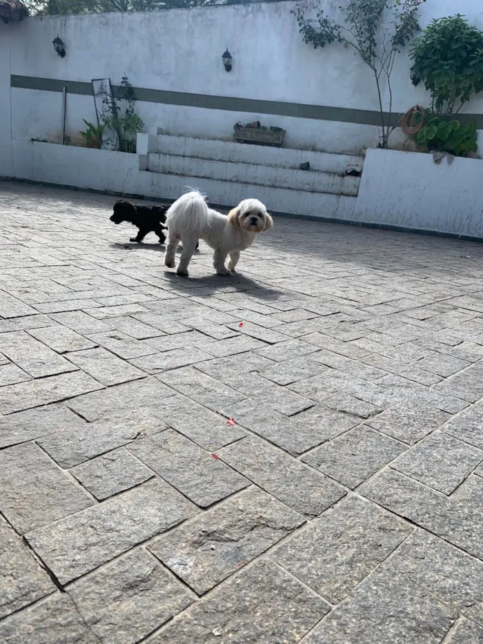 Cachorro ra a Lhasa apso  idade 6 ou mais anos nome Joe